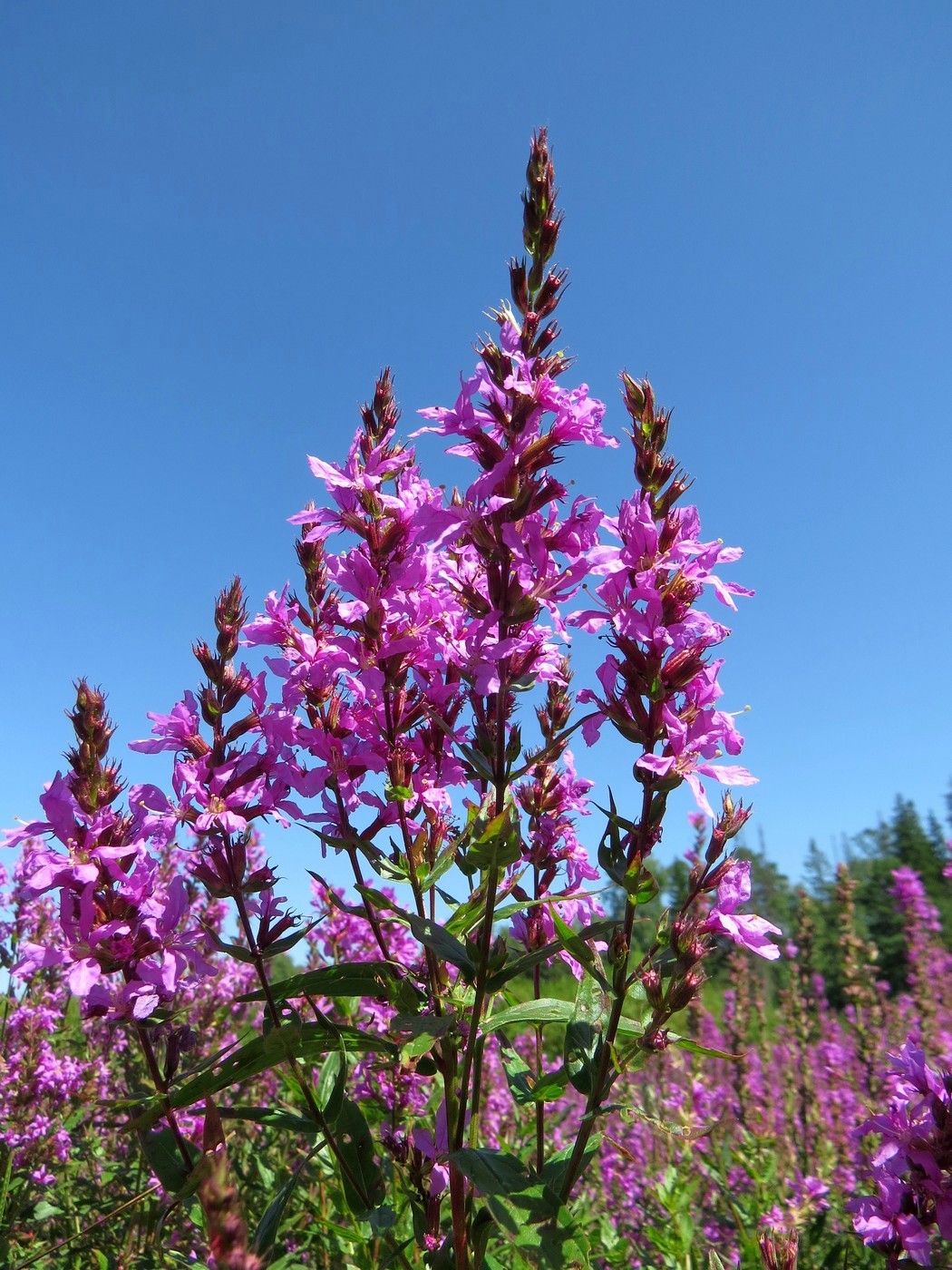 Image of Lythrum salicaria specimen.