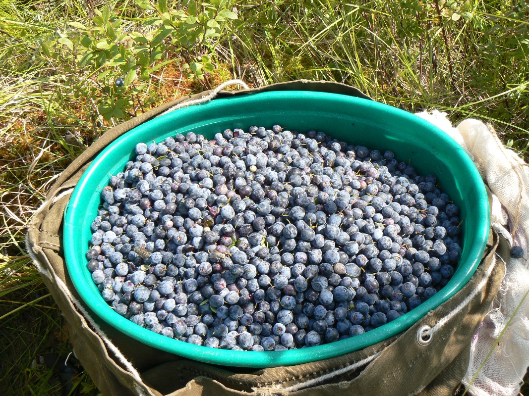 Image of Vaccinium uliginosum specimen.