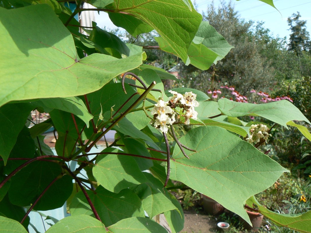 Изображение особи род Catalpa.