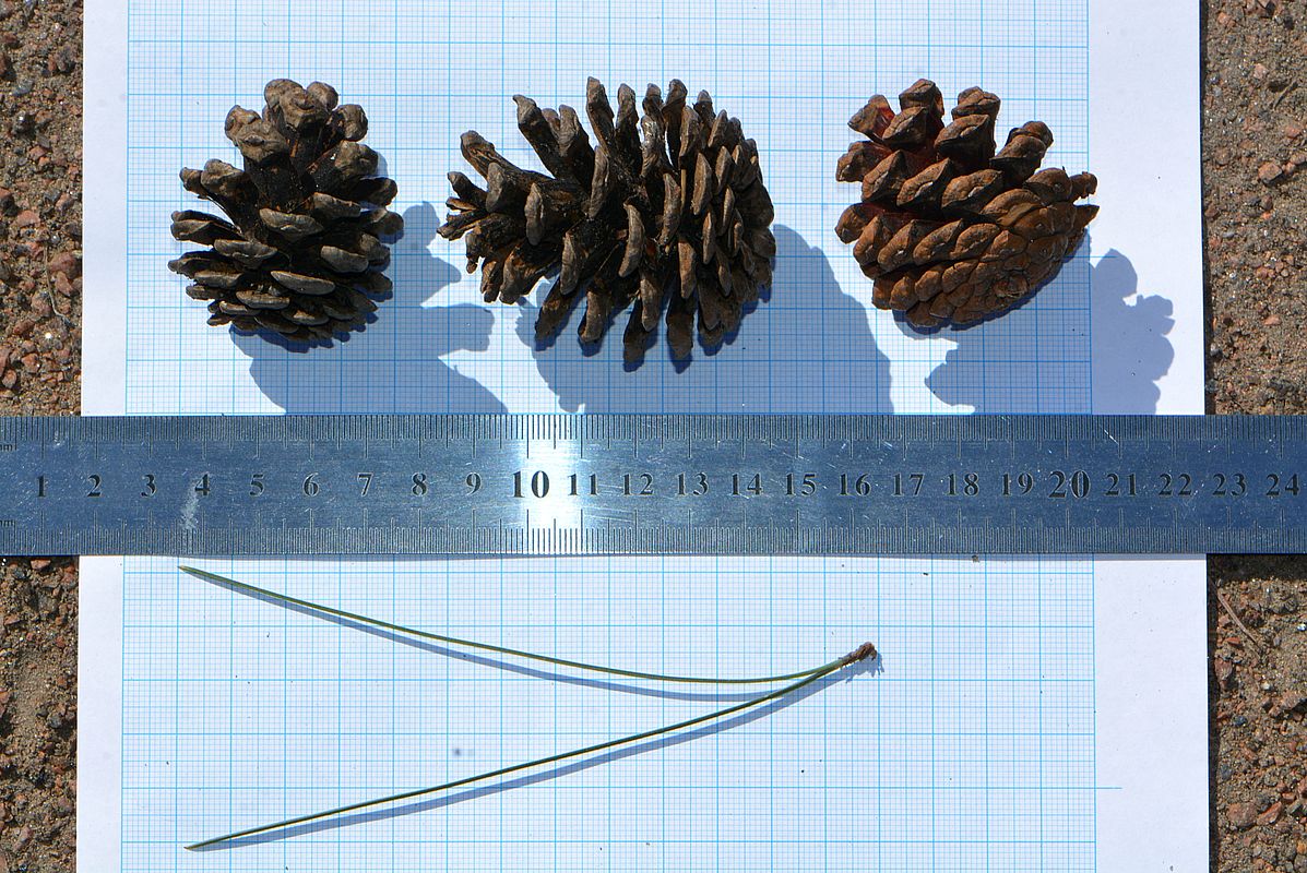 Image of Pinus resinosa specimen.