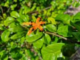 View full-size image Turraea heterophylla