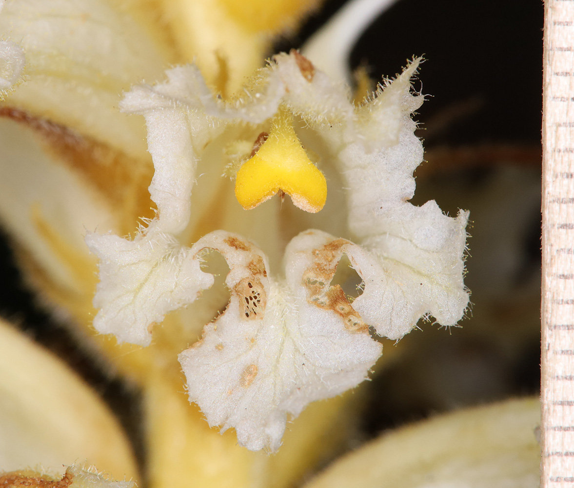 Image of genus Orobanche specimen.