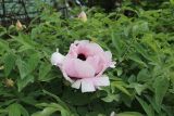 Paeonia suffruticosa