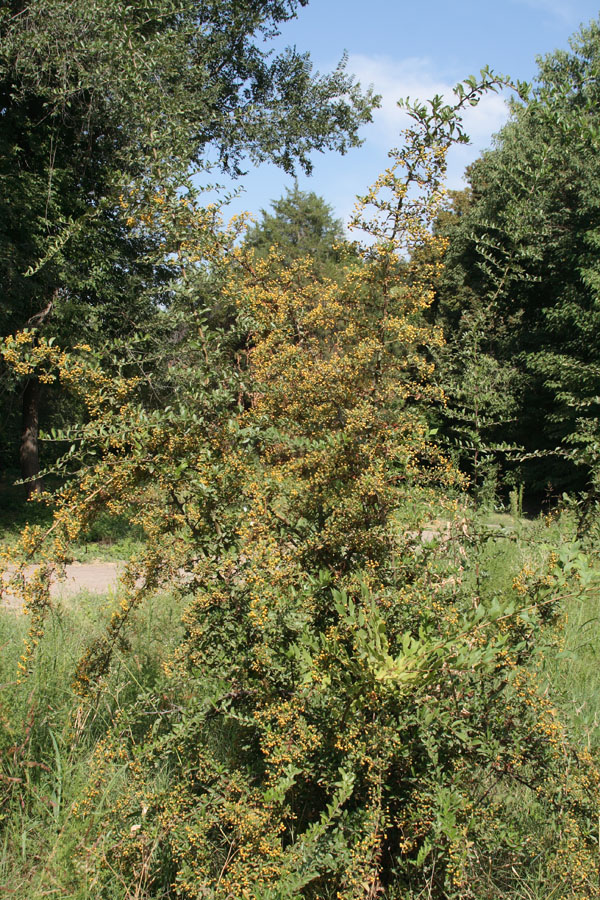 Image of Pyracantha crenulata specimen.