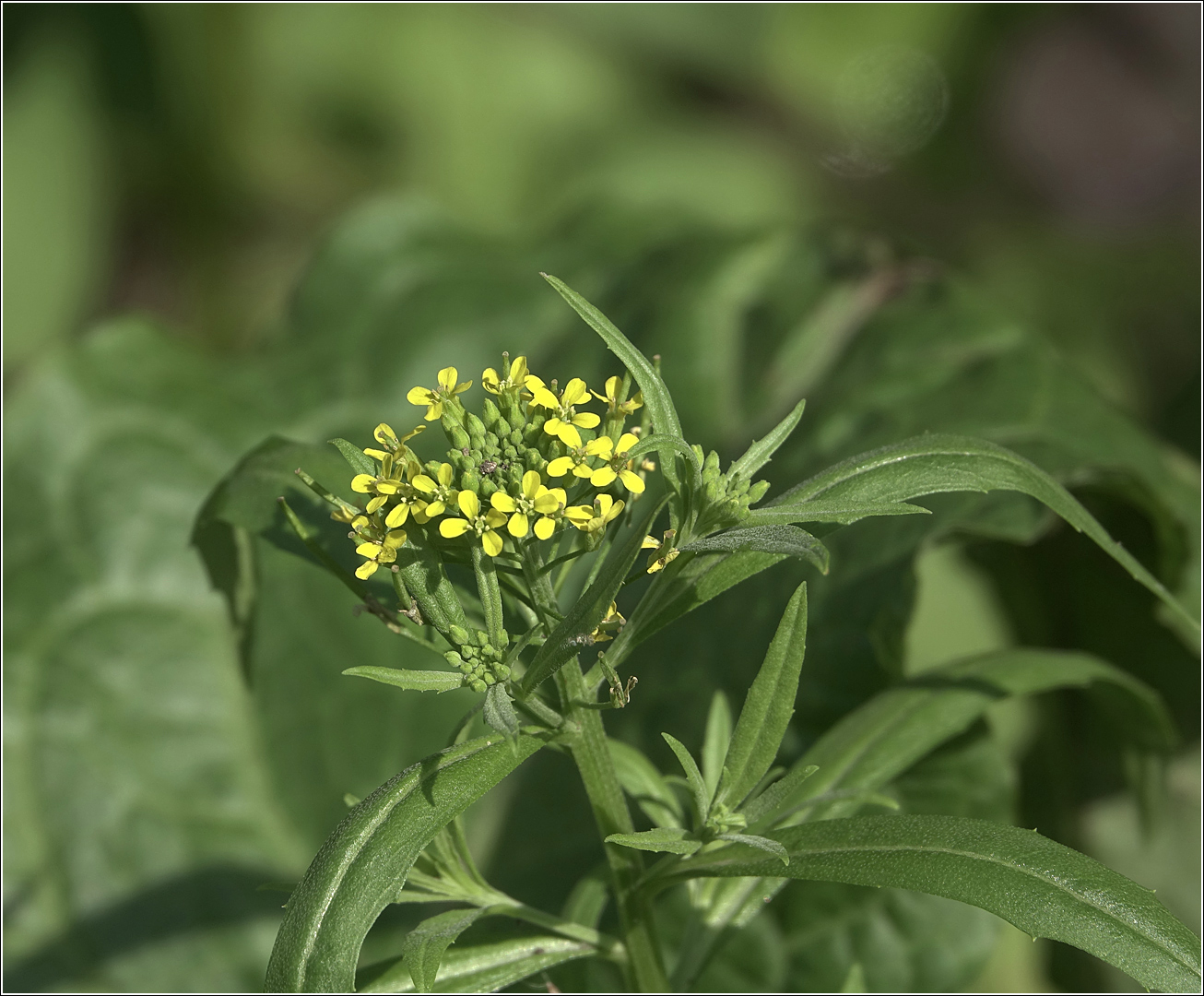 Image of Erysimum cheiranthoides specimen.