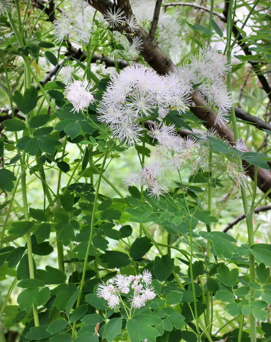 Image of Thalictrum aquilegiifolium specimen.