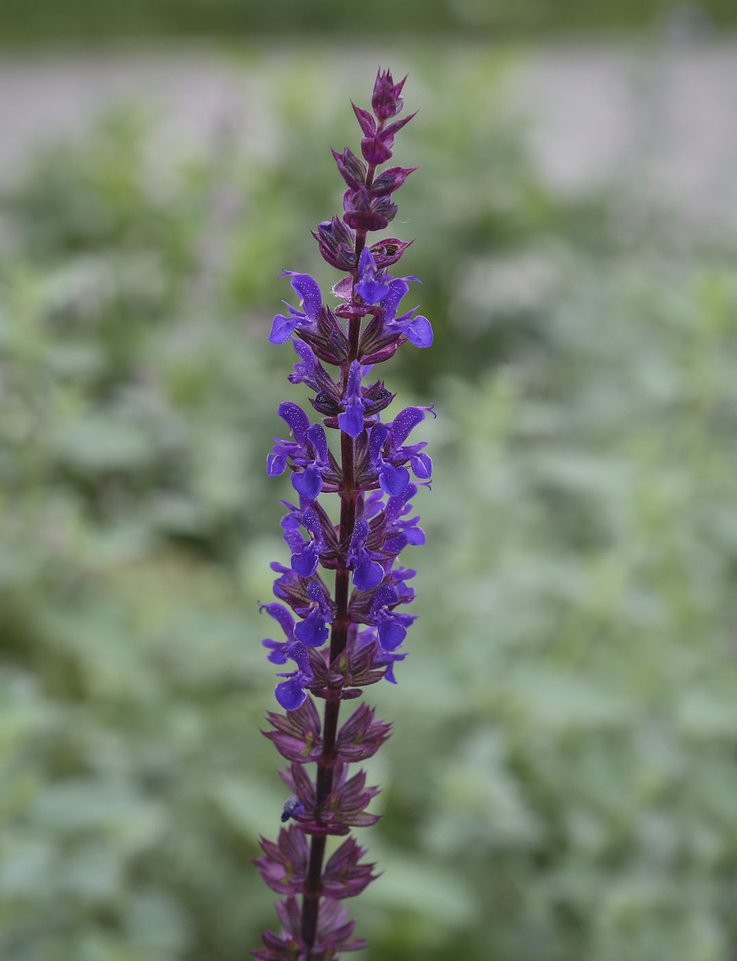 Image of Salvia nemorosa specimen.