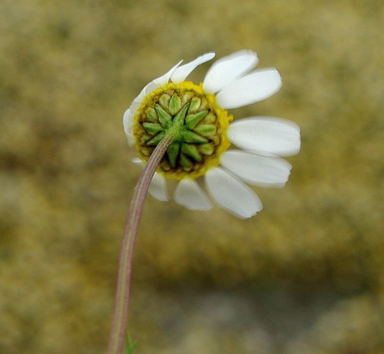 Image of genus Tripleurospermum specimen.