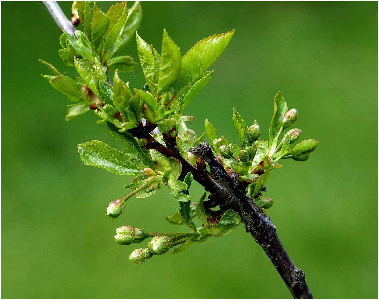 Изображение особи Cerasus vulgaris.