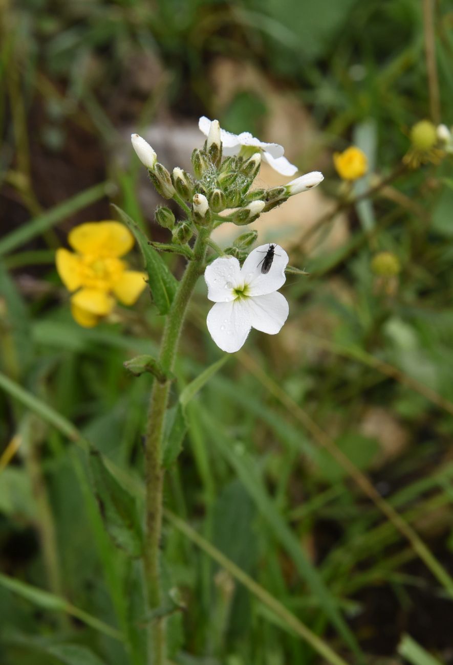 Image of Hesperis voronovii specimen.