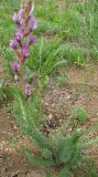 Oxytropis myriophylla. Цветущее растение. Бурятия, р. Джида, окр. д. Михайловка. 15.07.2009.