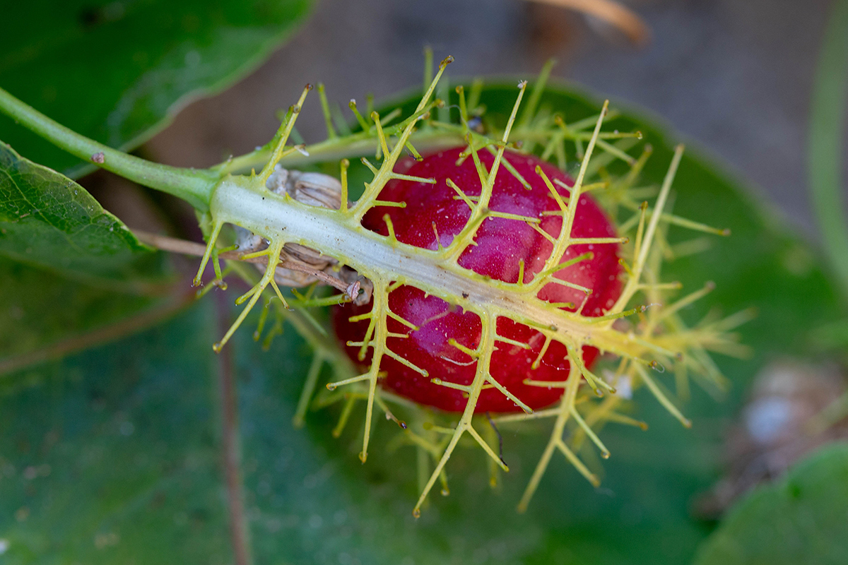 Image of Passiflora foetida specimen.