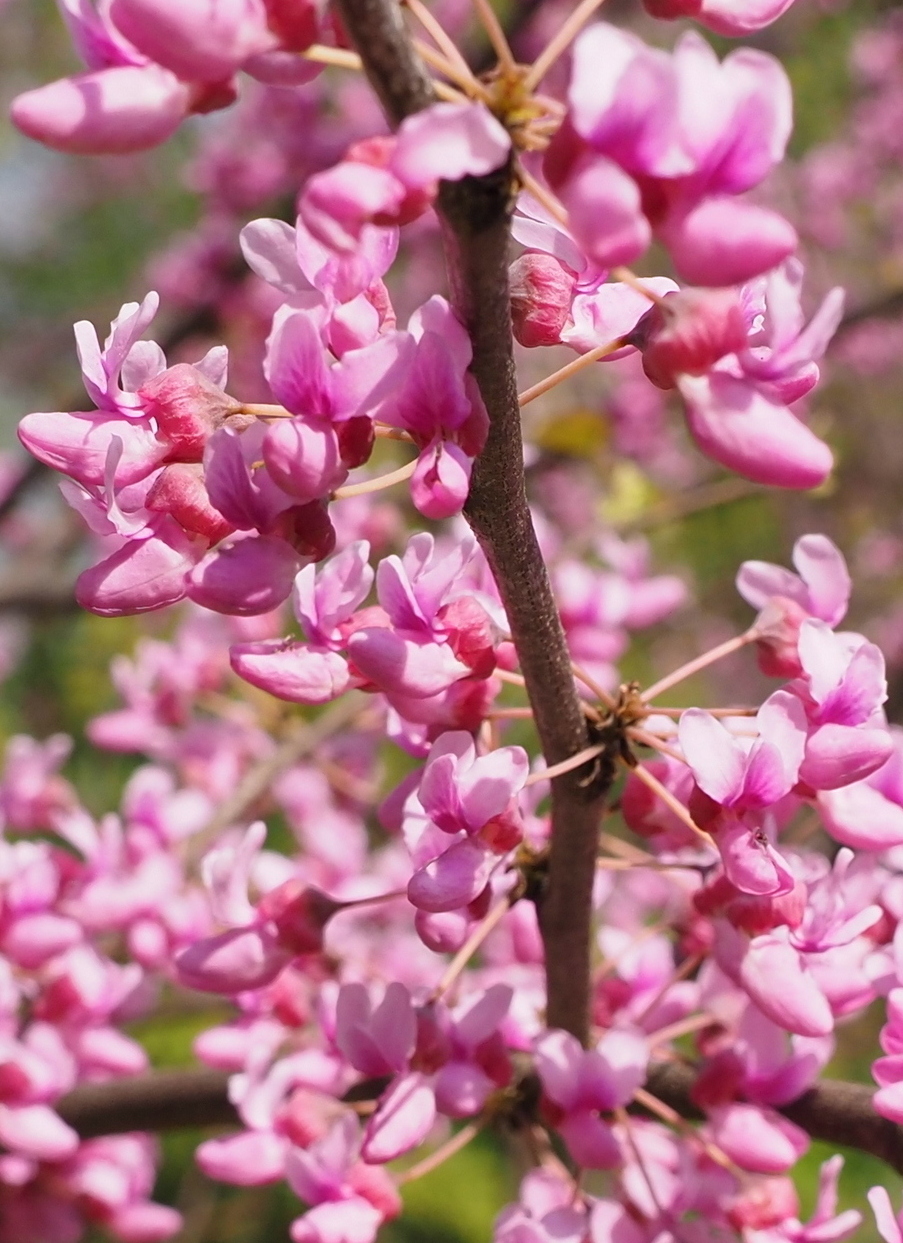 Изображение особи Cercis canadensis.