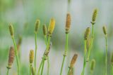 Equisetum ramosissimum. Верхушки побегов со стробилами. Ростовская обл., Неклиновский р-н, окр. хут. Мержаново, прибрежная полоса. 12.07.2022.