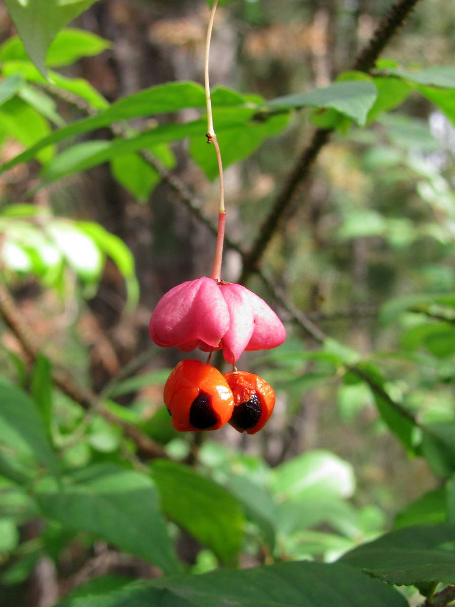 Image of Euonymus verrucosus specimen.