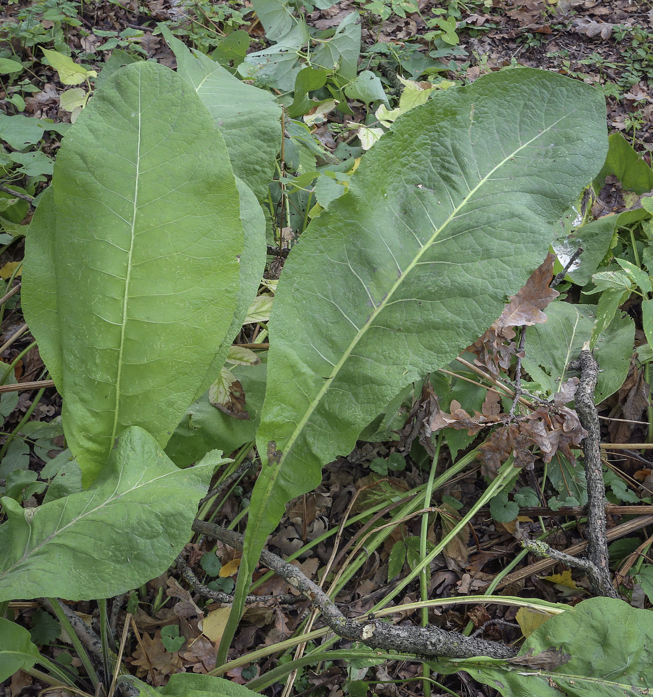 Изображение особи Inula helenium.