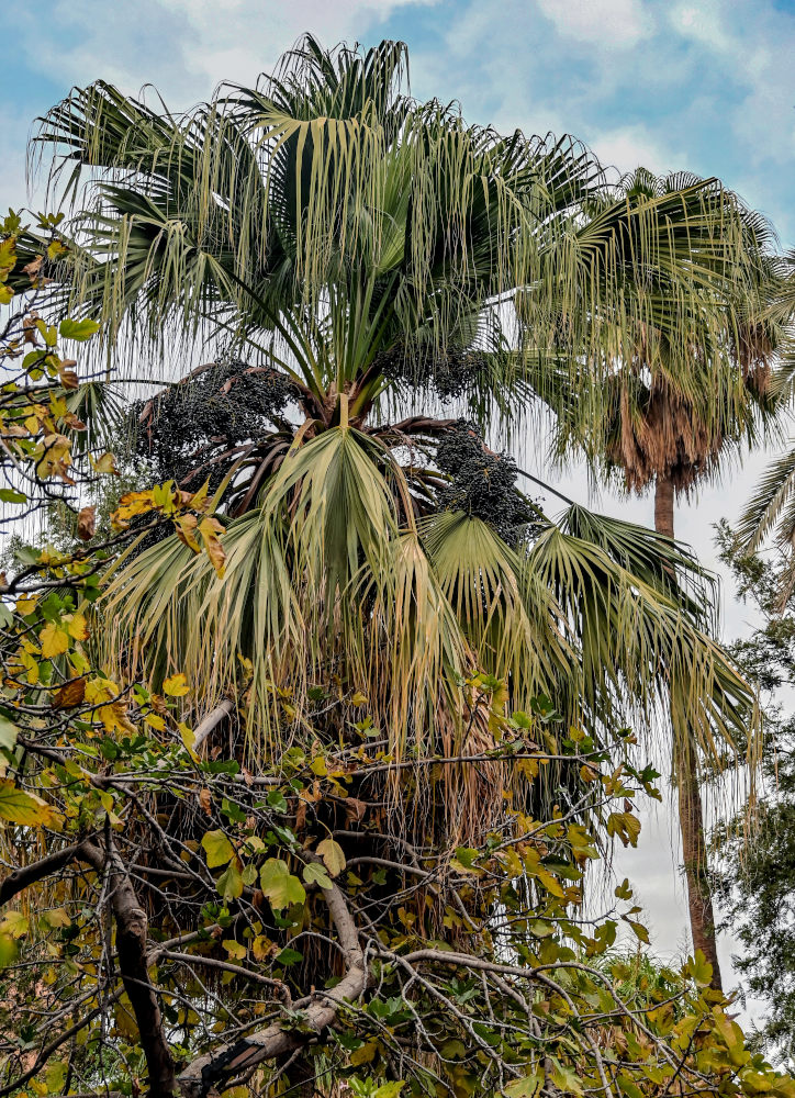 Изображение особи Washingtonia robusta.