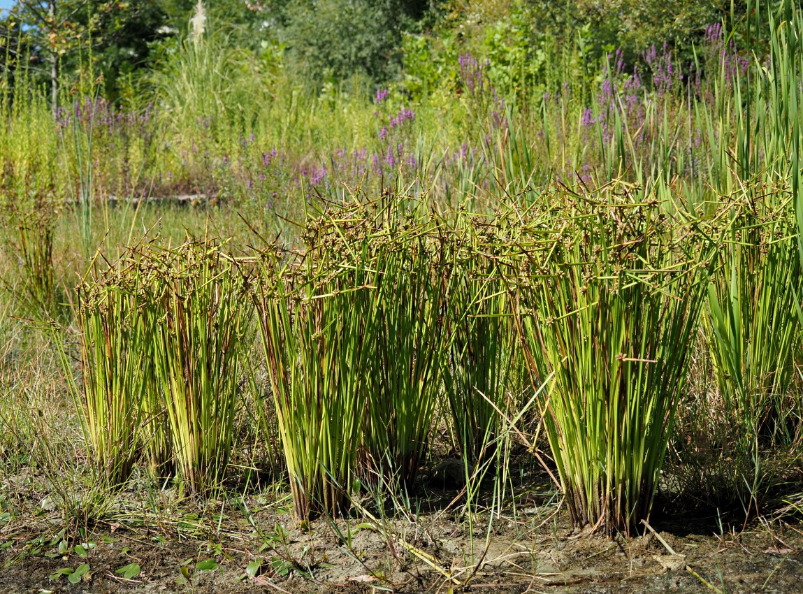 Изображение особи Schoenoplectiella mucronata.