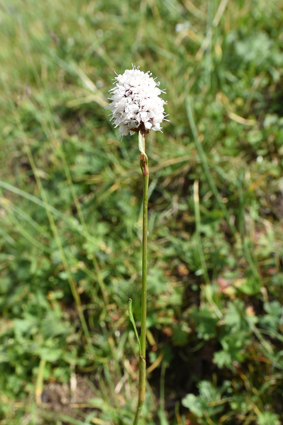 Image of Bistorta elliptica specimen.