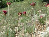Dianthus pelviformis