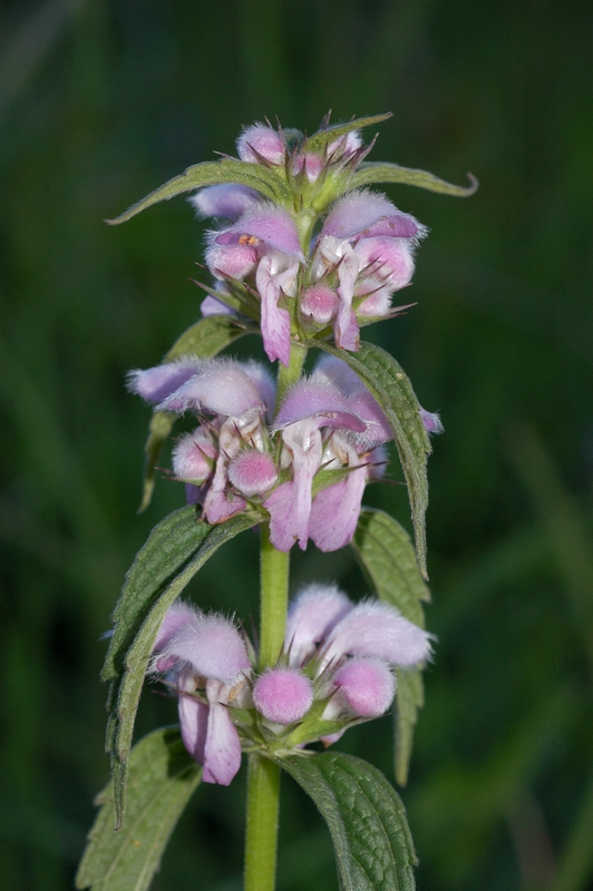 Image of Stachyopsis marrubioides specimen.