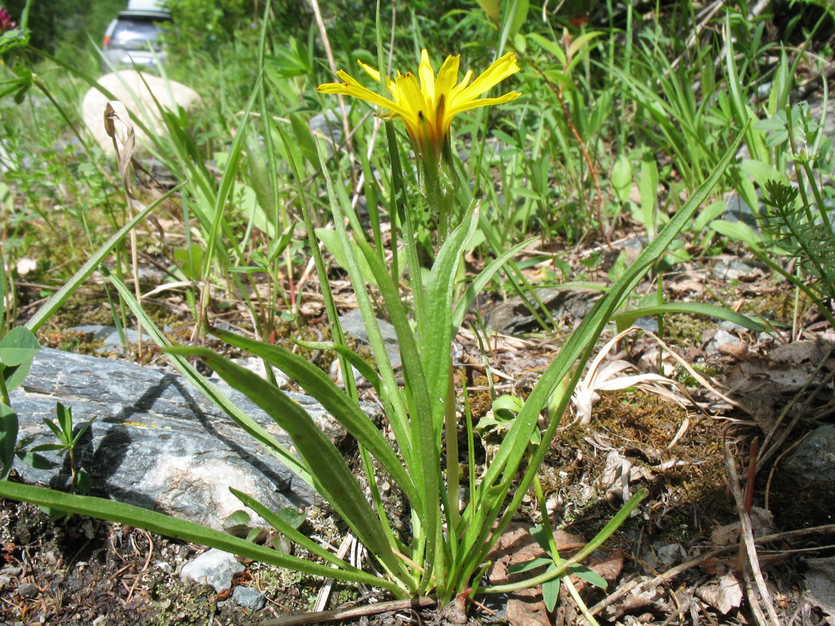 Image of Scorzonera radiata specimen.