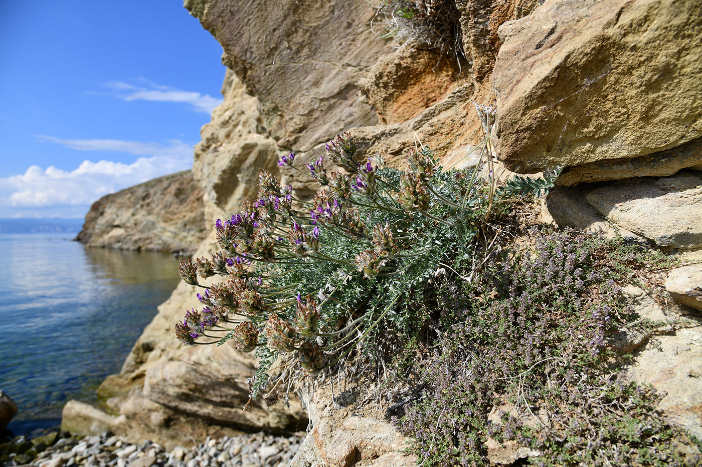 Image of Oxytropis turczaninovii specimen.