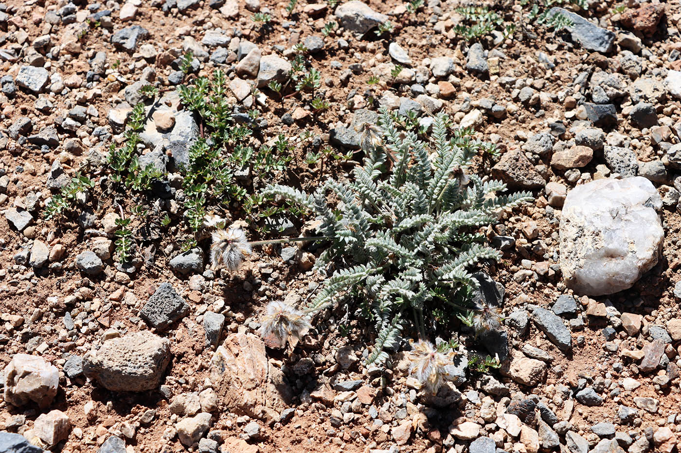 Image of Oxytropis sewerzowii specimen.