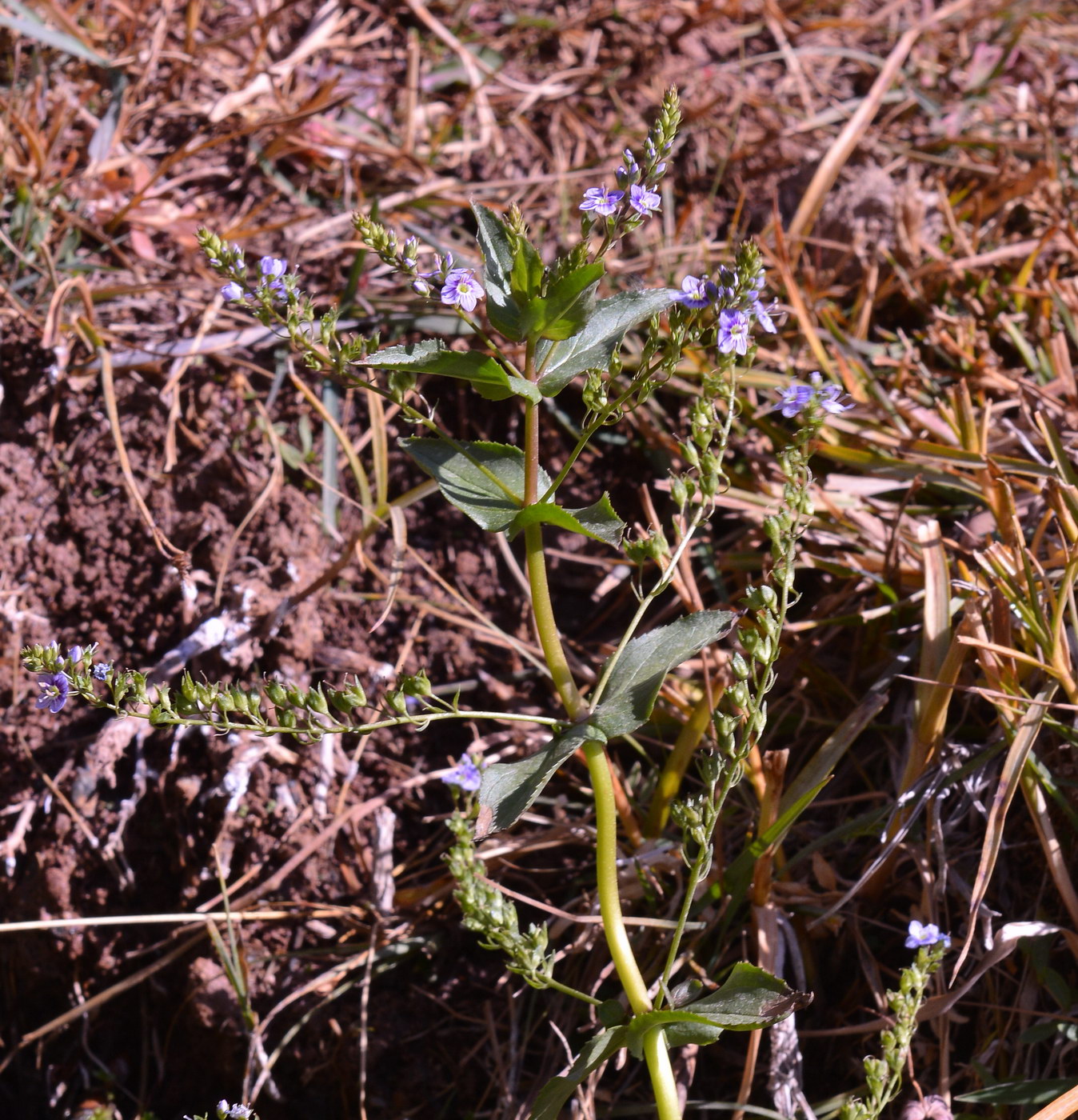 Image of genus Veronica specimen.