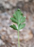 Papaver nudicaule subspecies gracile. Лист (абаксиальная поверхность). Республика Саха (Якутия), Хангаласский улус, левый берег р. Сиинэ (Синяя), луговина у подножия скальных выходов. 27.07.2023.