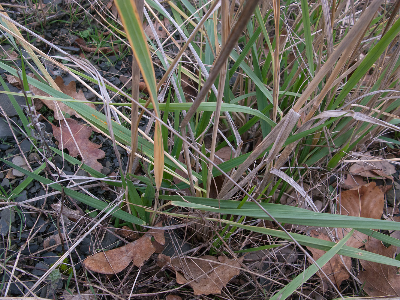 Изображение особи Calamagrostis pseudophragmites.