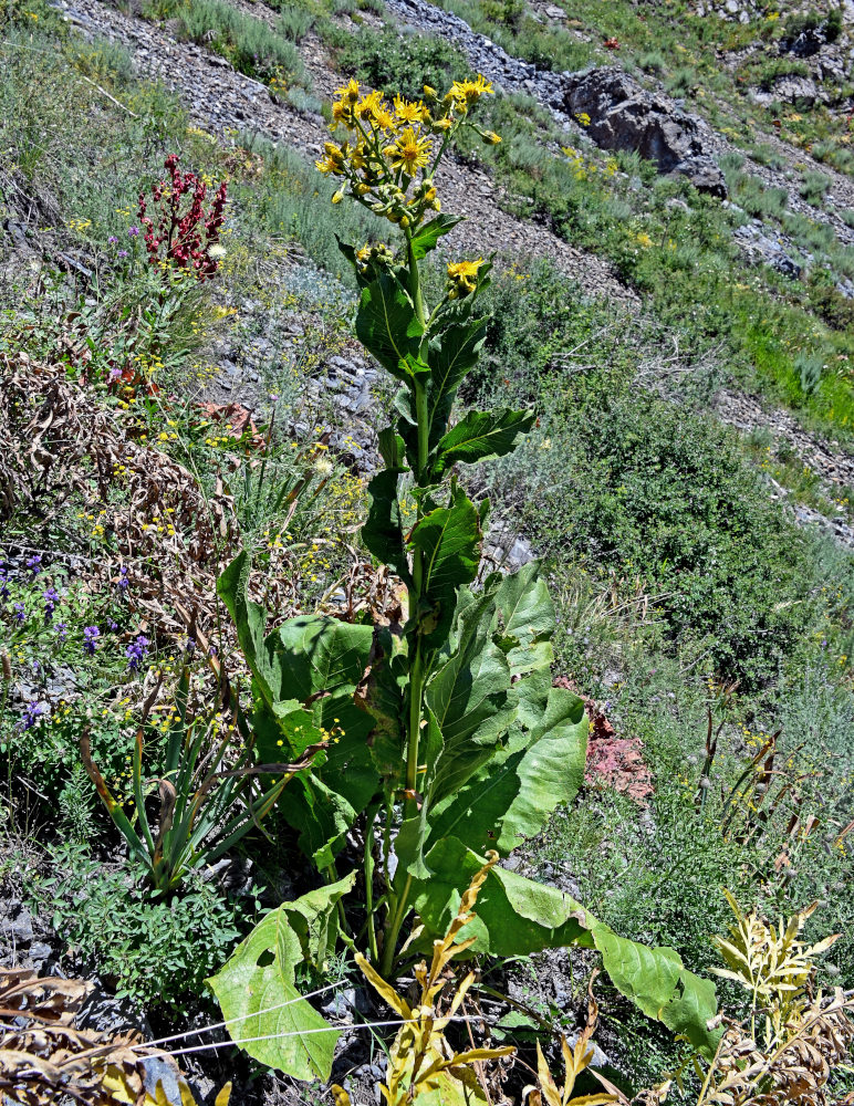 Изображение особи Inula macrophylla.