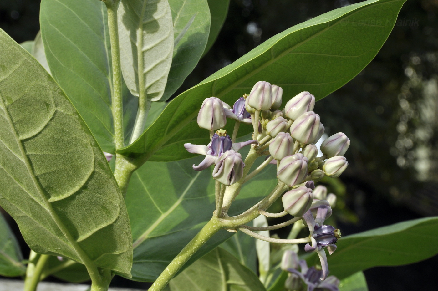 Image of Calotropis gigantea specimen.