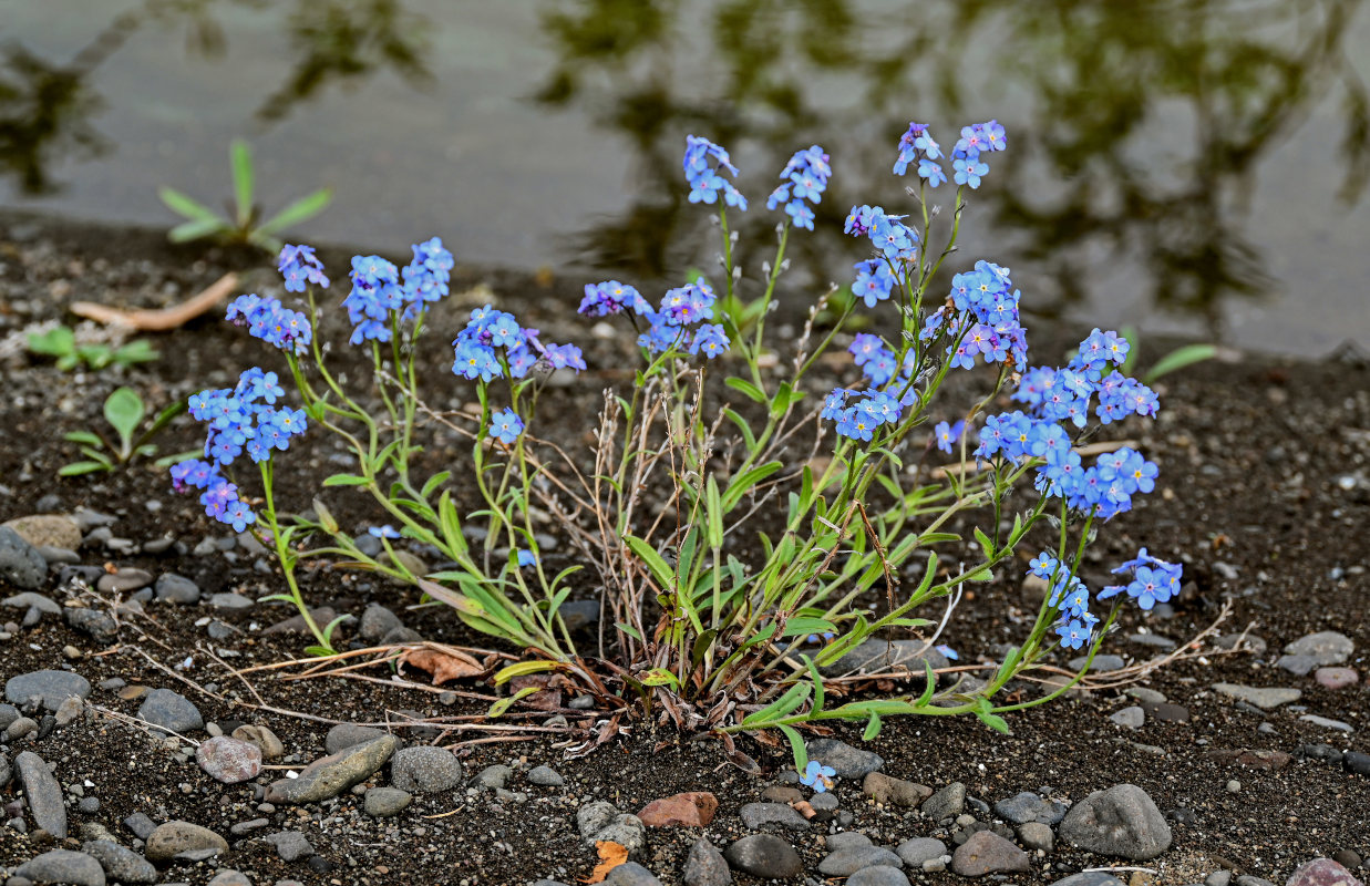 Image of Myosotis asiatica specimen.