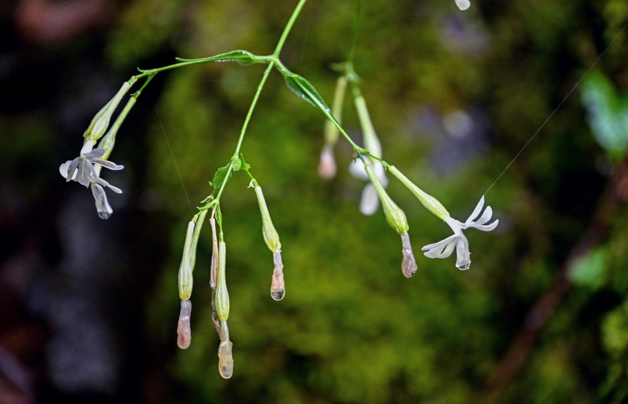 Изображение особи Silene italica.