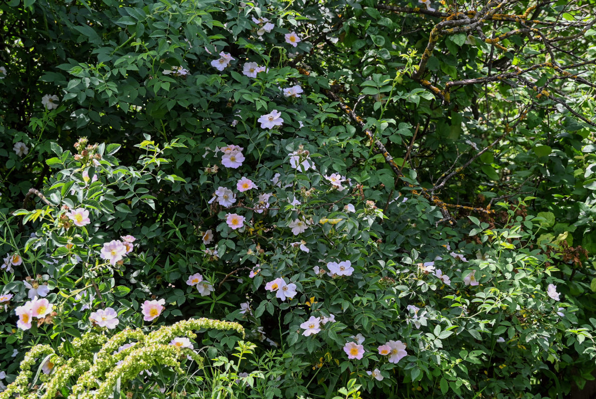 Изображение особи Rosa oxyodon.