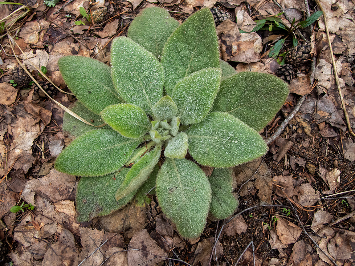 Изображение особи Verbascum thapsus.