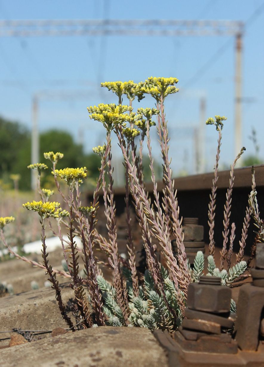 Image of Sedum reflexum specimen.