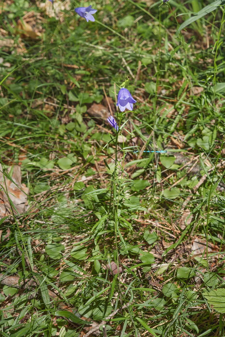 Изображение особи Campanula rotundifolia.