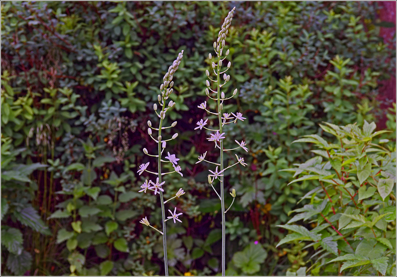 Image of genus Ornithogalum specimen.