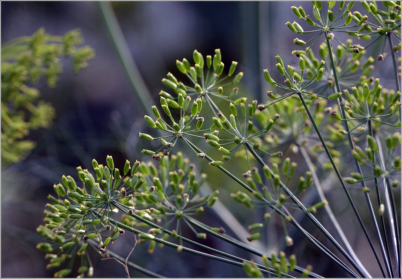 Изображение особи Anethum graveolens.