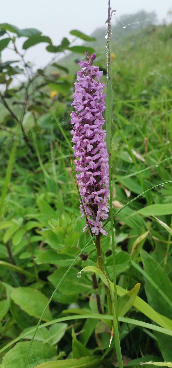 Image of Gymnadenia conopsea specimen.