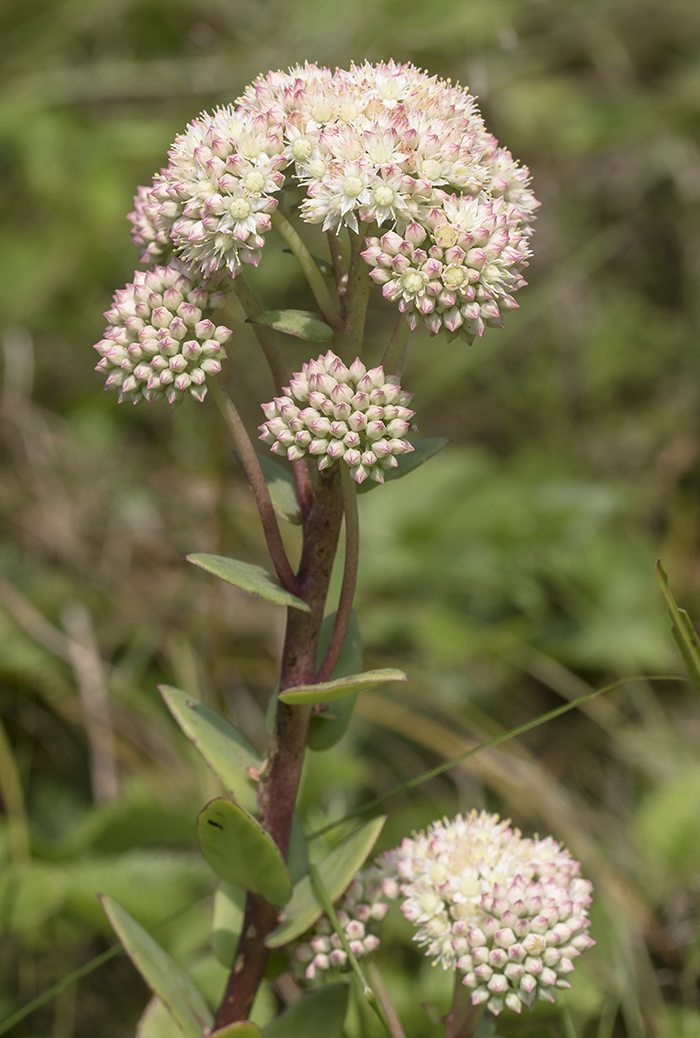 Image of Hylotelephium maximum specimen.