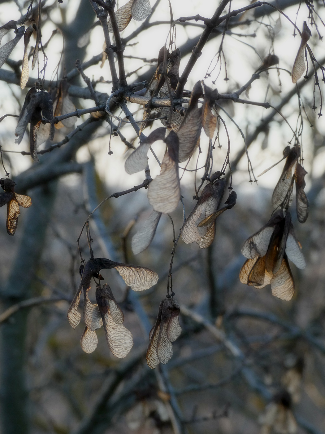 Image of Acer tataricum specimen.