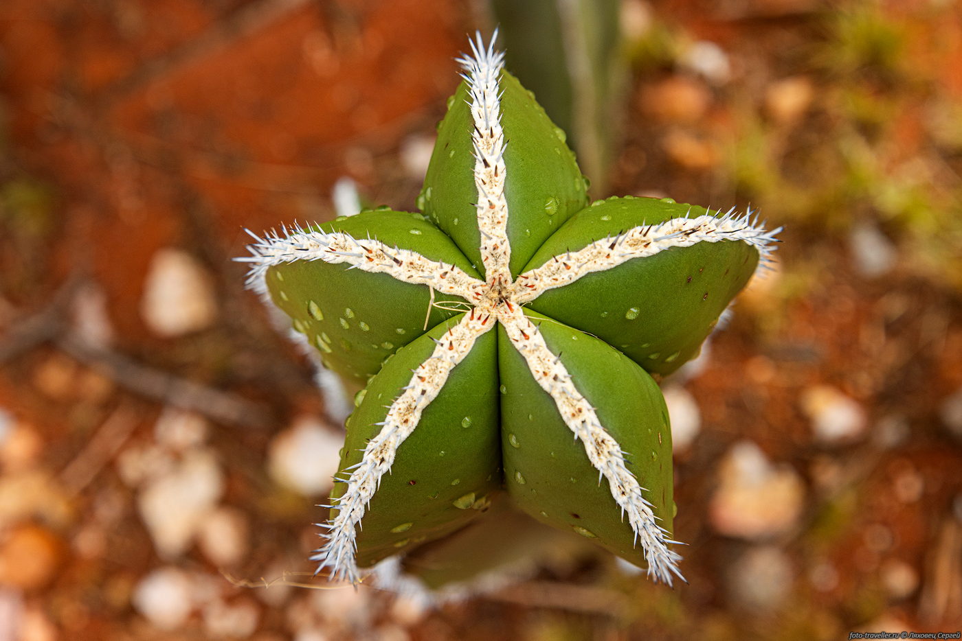 Image of genus Euphorbia specimen.