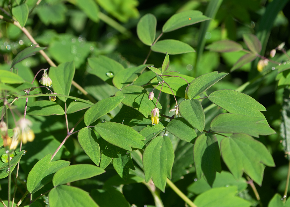 Изображение особи Thalictrum thunbergii.