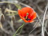 Papaver umbonatum. Цветок и плод. Турция, пров. Анталья, р-н Кумлуджа, окр. с. Еникышла, каменистая обочина грунтовой дороги. 31.05.2024.