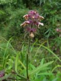 Stachys aspera. Верхушка побега с отцветающим соцветием. Амурская обл., Архаринский р-н, окр. с. Кундур, сырая обочина отсыпной дороги. 29.08.2023.