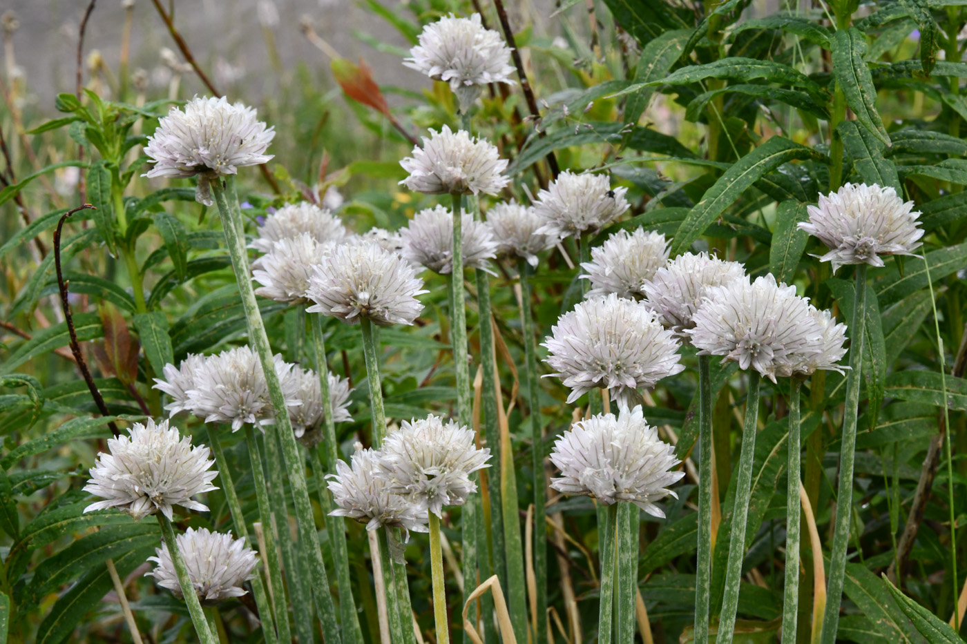 Image of Allium karelinii specimen.