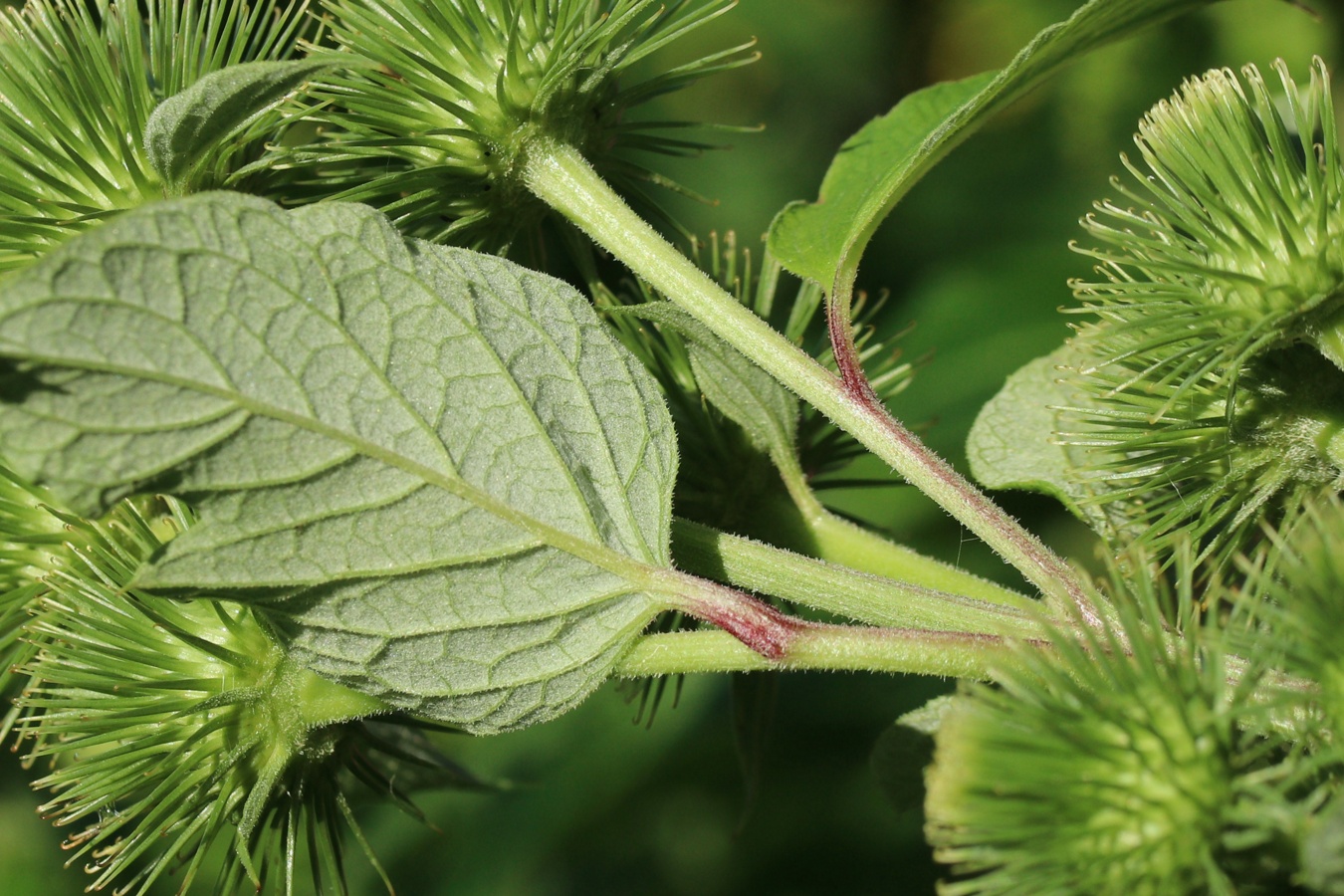 Image of Arctium lappa specimen.